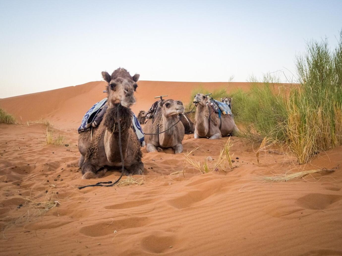 Aladdin Merzouga Camp Екстериор снимка